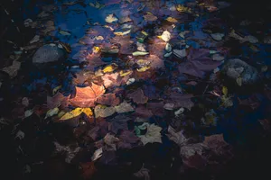 Maples Leaves In Puddle Wallpaper