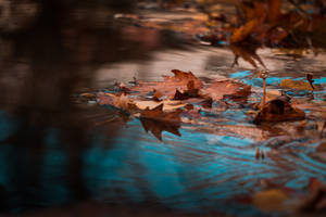 Maples Leaves In Stream Wallpaper