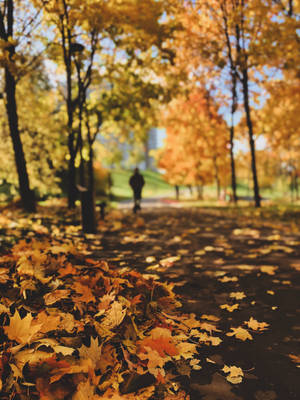 Maples Leaves On Path Wallpaper