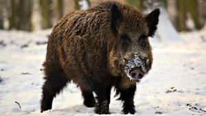 Maremman Wild Boar Wallpaper