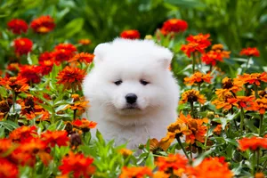 Marigold And White Puppy Wallpaper