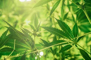 Marijuana Aesthetic Shot Wallpaper