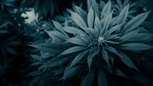 Marijuana Grayscale Photography Wallpaper