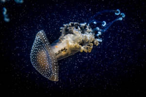 Marvel At The Beauty Of A Brown Jellyfish In The Dark Ocean Wallpaper