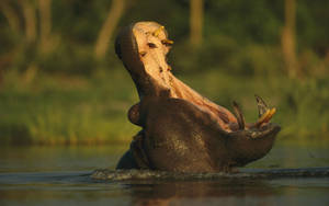 Massive Gaping Mouth Of Hippopotamus Wallpaper