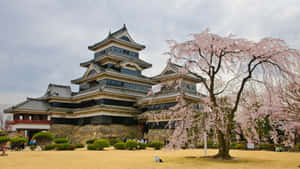 Matsumoto Castle Spring Blossoms Wallpaper