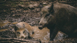 Mediterranean Wild Boar Wallpaper