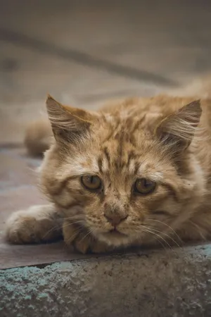 Melancholic_ Feline_ Gaze.jpg Wallpaper