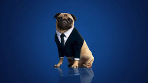 Men In Black Frank The Pug Wallpaper