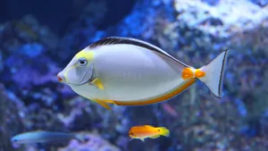 Mesmerizing Beauty Of A Naso Tang Tropical Fish Wallpaper