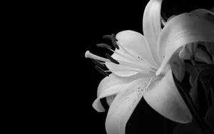 Mesmerizing Beauty Of Black Flowers Wallpaper