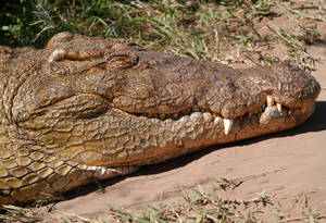 Mesmerizing Close-up Of A Smiling Brown Alligator Wallpaper