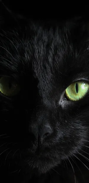 Mesmerizing Green Eyes Of A Black Cat Wallpaper