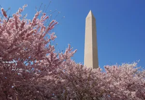 Mesmerizing View Of Washington Monument Encircled By Cherry Blossom. Wallpaper