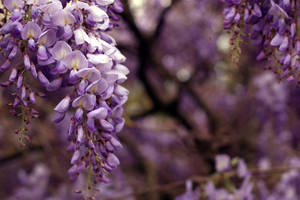 Mesmerizing Wisteria Flowers Bloom On Desktop Wallpaper