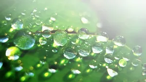 Microsoft Surface Leaf Dew Wallpaper