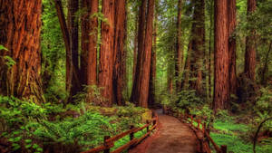 Mini Bridge In Redwood Forest Wallpaper