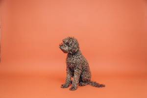 Miniature Poodle On Orange Room Wallpaper