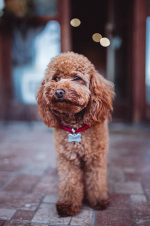 Miniature Poodle On The Street Wallpaper