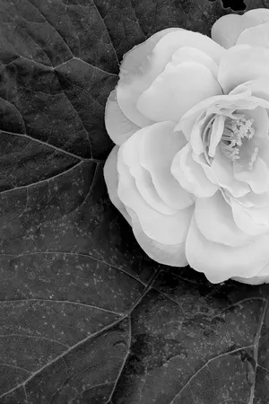 Minimalist Black And White Wallpaper Wallpaper