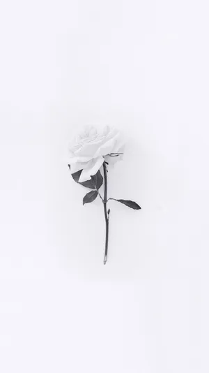 Minimalist White Flower Iphone Aesthetic Wallpaper