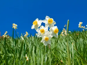 Minnow Daffodils At Fields Wallpaper