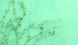 Mint Green Wall Wallpaper