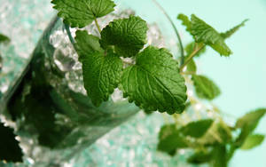 Mint Leaves Juice Drink Wallpaper