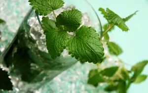 Mint Leaves Juice Drink Wallpaper