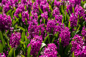 Miss Saigon Hyacinth Flower Field Wallpaper