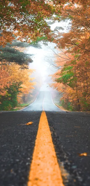 Misty Autumn Road Wallpaper