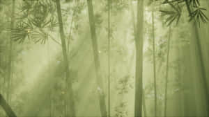 Misty_ Bamboo_ Forest_ Glow Wallpaper
