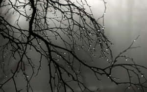 Misty Dewon Bare Branches Wallpaper