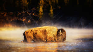 Misty Morning Bison Wading Wallpaper