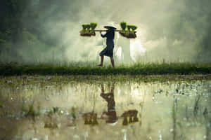 Misty Morning Rice Field Worker Wallpaper