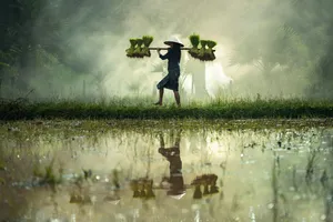 Misty Morning Rice Field Worker Wallpaper