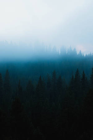 Misty Stroll Through Dark Forest Wallpaper