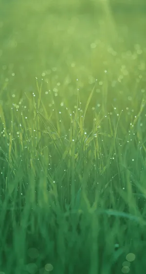 Misty Yellow Green Grasses Ios 7 Wallpaper