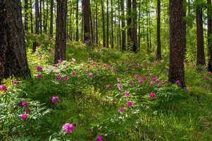 Mongolias Flowers In Forest Wallpaper
