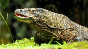 Monitor Lizard Basking On The Grass Wallpaper