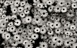 Monochrome Daisies Garden Wallpaper