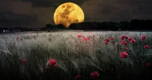Moon 4k On Flower Field Wallpaper
