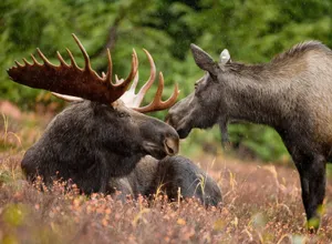 Moose Bondingin Rain Wallpaper