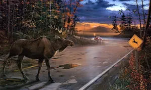 Moose_ Crossing_at_ Dusk Wallpaper