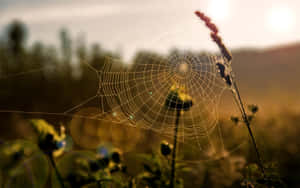 Morning Dew Spider Web Sunrise Wallpaper