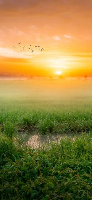 Morning Sunrise Field Wallpaper
