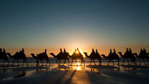 Morocco Camel Caravan Wallpaper