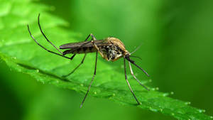 Mosquito On A Mint Leaf Wallpaper