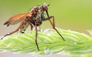 Mosquito On A Sprig Of Rosemary Wallpaper