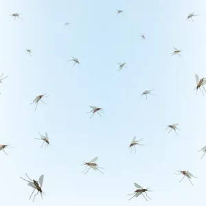 Mosquitos On A Blue Background Wallpaper